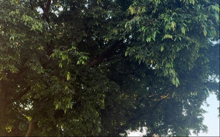 Comunidade deve se inscrever para participar do Arboriza BC
(Foto: Divulgação/Isabelle Marques)