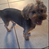Dog foge na hora da ventania e deixa família desesperada