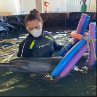 Morre o golfinho resgatado na praia do Gravatá