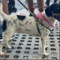 Primeira feira de adoção de pets do ano é neste domingo