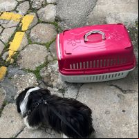Tutora é presa após deixar cão por três horas em carro trancado  