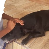 Policial que matou com tiro cachorro comunitário é indiciado  