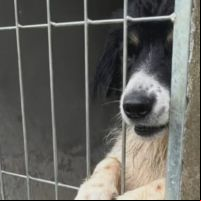 Viva Bicho pede ajuda para reformar canis alagados