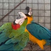 Araras são resgatadas de cativeiro em Itajaí