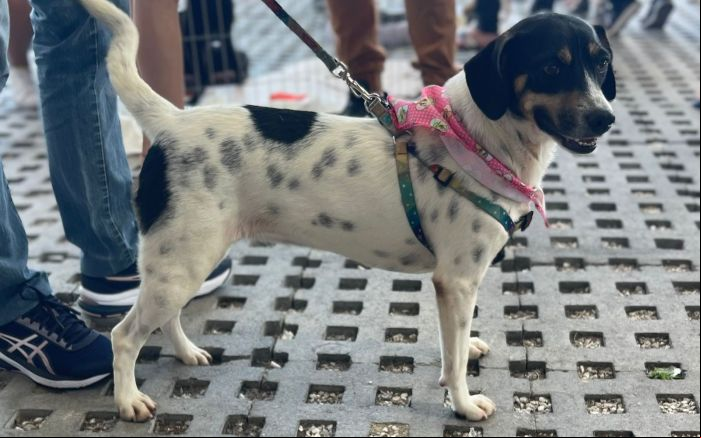 Feira de adoção será no Komprão Atacadista da Ressacada (Foto: Divulgação/Uapa)