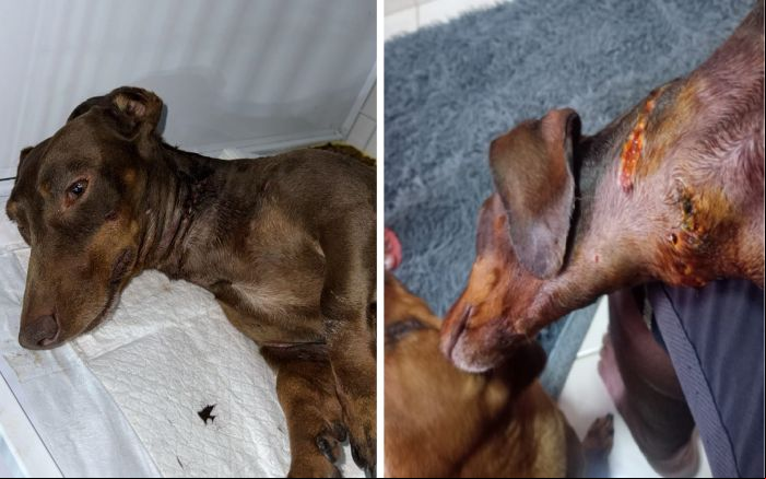 Cachorro arrastou cãozinho pra fora do quintal pela grade (Foto: Leitor)