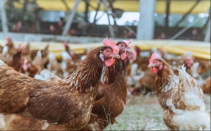Processo de compra ainda depende de aprovação do Cade (Foto: Divulgação/Mantiqueira Brasil)