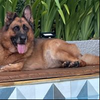 Cinco dicas para cuidar dos pets durante o calorão