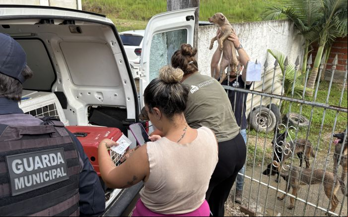 Vinte e nove animais foram levados para o canil municipal. Pros demais faltou espaço (Foto: Divulgação PMI)