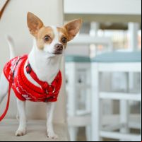 Encontro de Chihuahuas no BravaMall