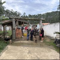 Saiba para onde foram parar os cães resgatados em canil clandestino