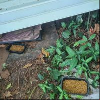 Gatos vivem em terreno prestes a ser ocupado pela construção civil