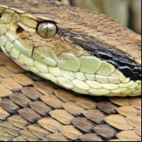 Cobra venenosa é encontrada em quarto de motel