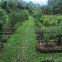 Medicamentos derivados de plantas medicinais são distribuídos de graça em BC