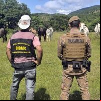 PM intensifica combate à farra do boi na Operação Quaresma