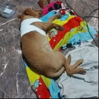 Homem atira em cachorro do vizinho e é preso em Itajaí