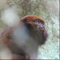 Bugio-ruivo resgatado ganha lar em parque de Brusque