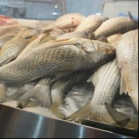 Corvina pode entrar na lista de espécies ameaçadas de extinção