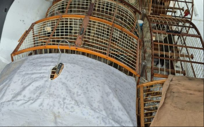 Pássaros que não estavam machucados foram soltos na natureza (Foto: Divulgação Ibama)