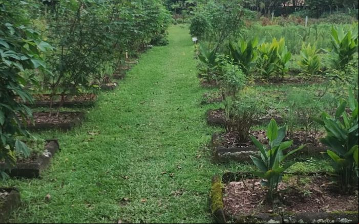 Plantas serão cultivadas no horto Municipal (foto: divulgação - PMBC)