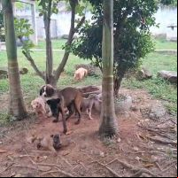 Donos de canil acusado de clandestino acusam prefeitura de sumir com cães apreendidos