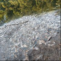 Rio Piçarras é limpo após receber 700 quilos de peixe podre