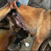 Inis confirma morte de cães apreendidos em canil, mas alega que animais estavam doentes