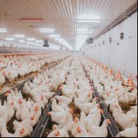 Gripe aviária faz China suspender negócios com 51 frigoríficos do Brasil
