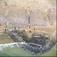 Justiça federal nega liminar contra limite para a pesca de tainha nas praias
