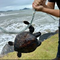 Tartaruga-marinha é salva de rede ilegal no Molhe do Pontal de Navegantes