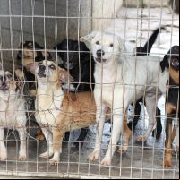 Itajaí vai cadastrar clínicas veterinárias para castração de animais