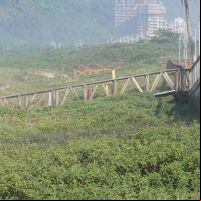 Prefeitura de Navegantes quer autorização pra “podar” restinga
