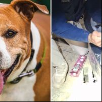 Pitbull morde traficante em fuga e ajuda PRF a apreender 209 kg de maconha