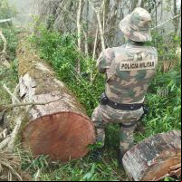Extração ilegal de madeira em extinção é flagrada na serra