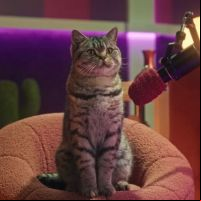 Whiskas lança podcast apresentado por gatos