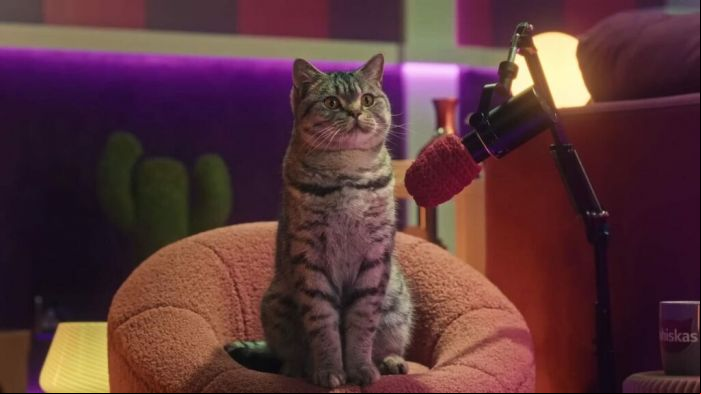 Primeiro podcast felino do Brasil já está disponível (Foto: Divulgação)