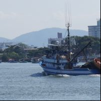 Safra industrial da tainha começa hoje
