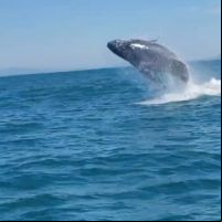 Baleia dá show para pescadores na orla de Balneário Piçarras; veja o vídeo