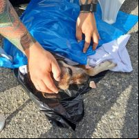 Doguinho ferido é encontrado amarrado durante mutirão