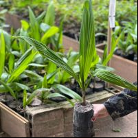 Itajaí vai doar mudas de plantas nativas nesta quarta