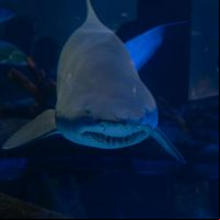 Oceanic Aquarium tem entrada gratuita nesta quinta para moradores de BC e Camboriú