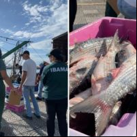 Ibama apreende barco com toneladas de tainha pescada ilegalmente